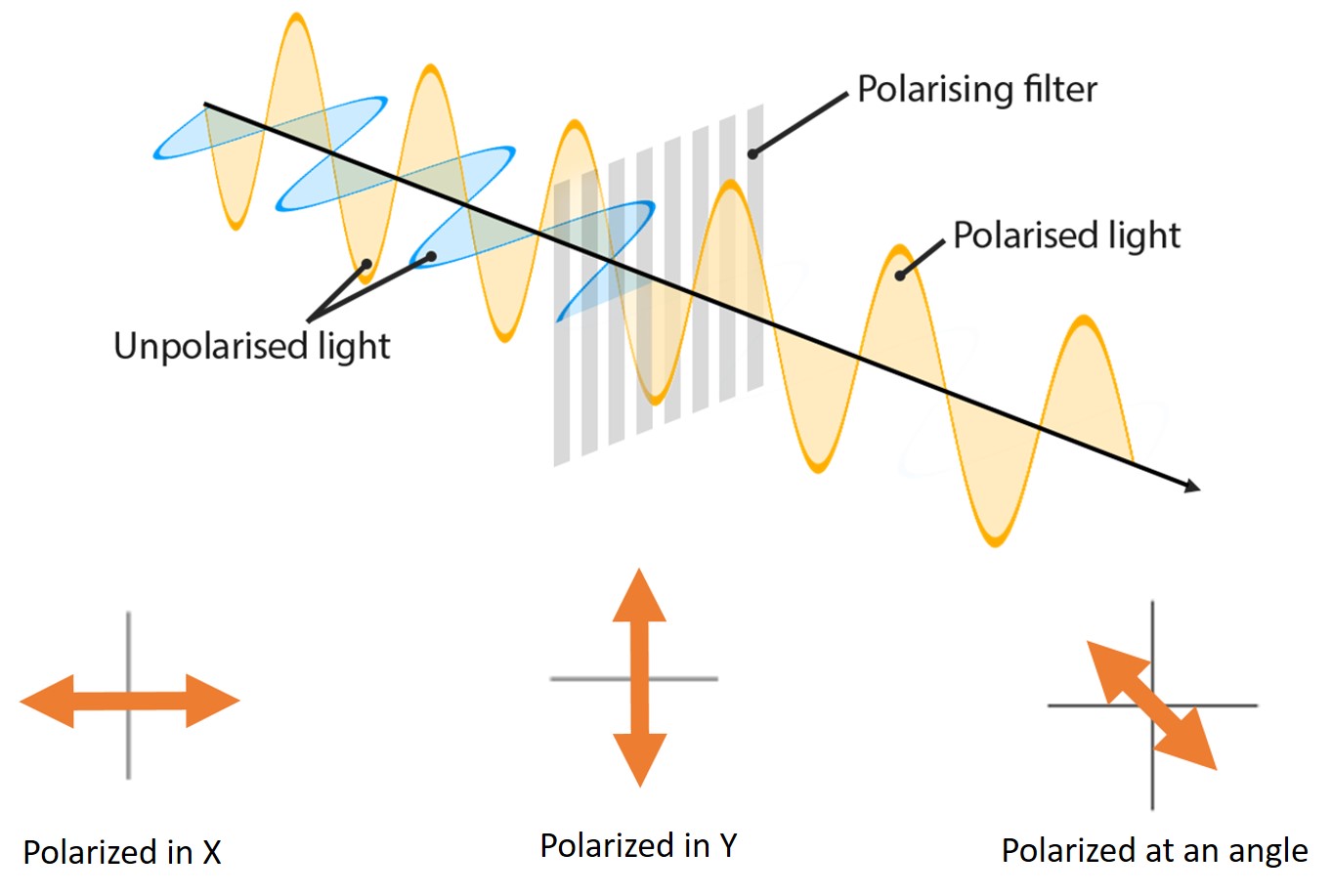 Light passing through a polarizing filter has all of its components extinguished except for the component parallel to the direction of the filter